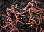 VermiPRO Worms