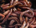 Worms