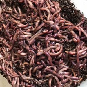 Red Wiggler Worms - 1 Lb.