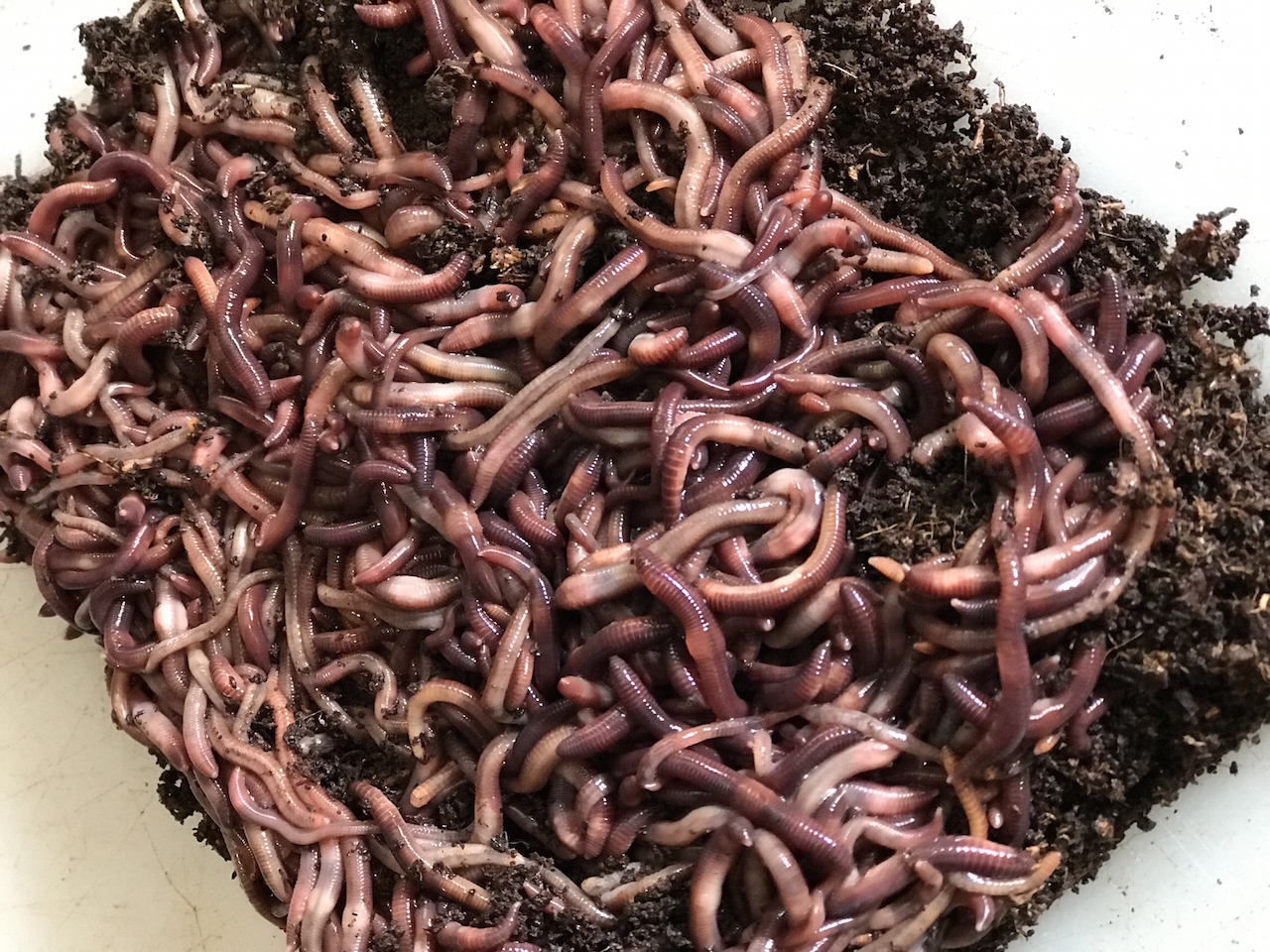 Red Wiggler Worms – 1 Lb.