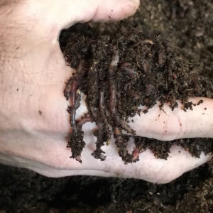 Red Wiggler Worms & Bedding - 10 lbs.