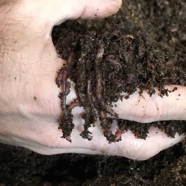 Red Wiggler Worms & Bedding - 10 lbs.